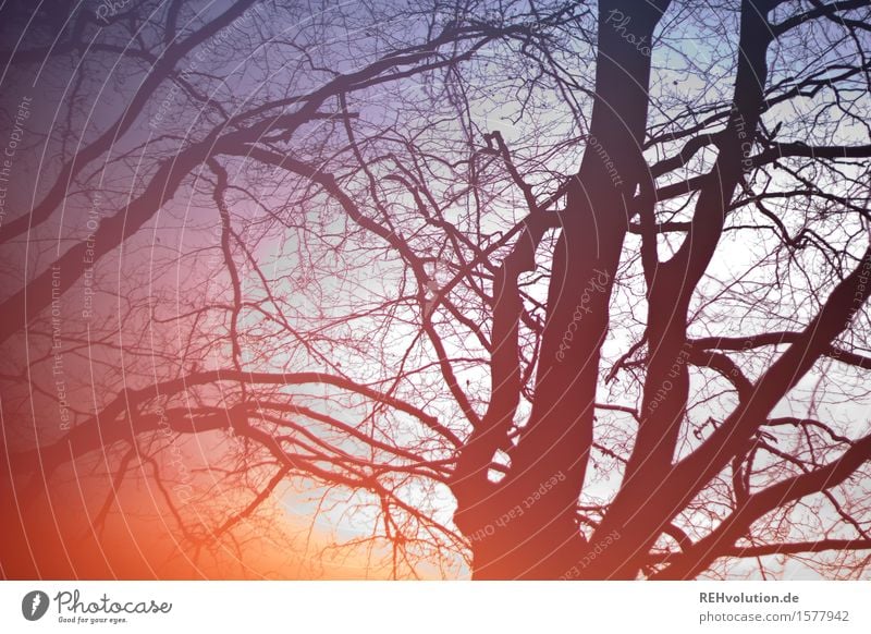 "Es gibt hier keinen Baumarkt!" Umwelt Natur Pflanze Himmel Wald natürlich stark violett orange rot einzigartig innovativ nachhaltig Farbfoto Experiment