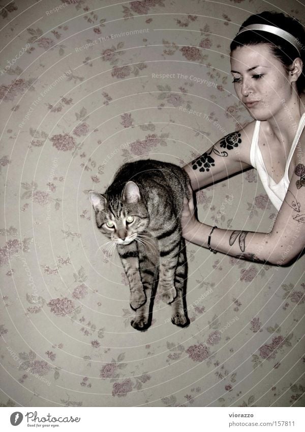 catwoman. Katze Hausschuhe Frau Wand Luft springen fliegen Rose Säugetier Hauskatze pantoufle Luftverkehr Tattoo