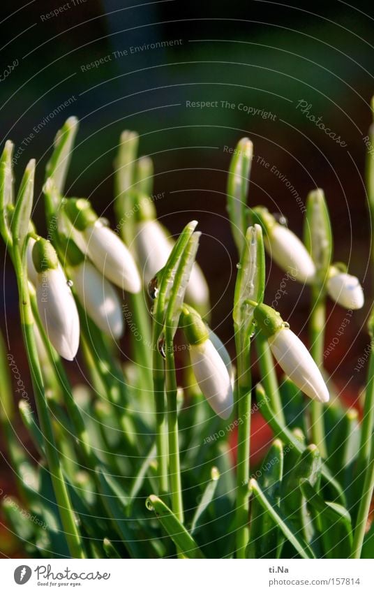 Galánthus nivális - kleines Schneeglöckchen Sonnenlicht Winter Pflanze Frühling Blume Blüte hoch grün weiß Glocke Narzissengewächs