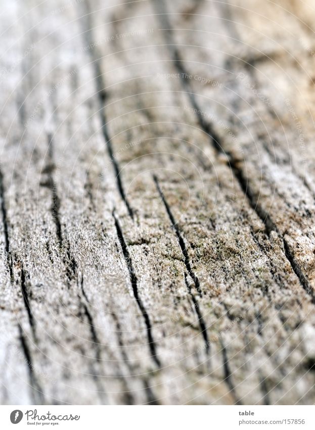 Gut Holz Makroaufnahme Totholz Strukturen & Formen Tod Brennholz verwittert alt trocken Riss Spalte grau schwarz grün Nahaufnahme