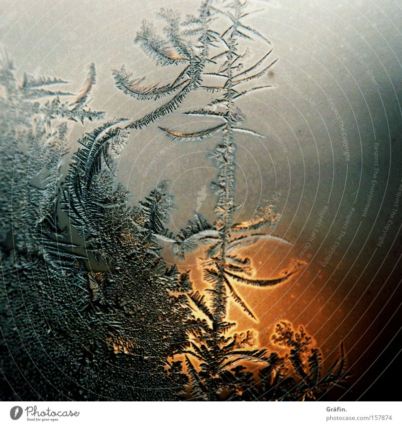 Fensterbild Eiskristall Winter gefroren Licht kalt fein Naturphänomene Glasscheibe Eisblumen Abend Makroaufnahme Nahaufnahme Vergänglichkeit Wärme