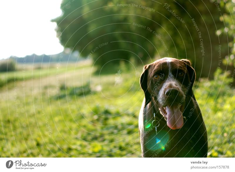 Guten Tag Hund Haustier Tier Säugetier Natur Sommer Wiese grün Sonne Blendenfleck Zunge Jäger Spaziergang laufen Deutsch Kurzhaar