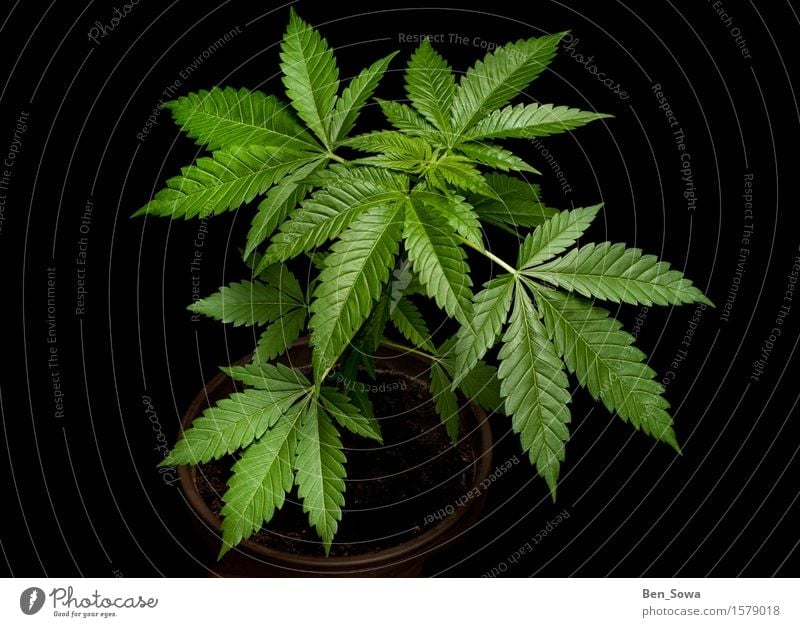 Die verbotene Pflanze Umwelt Frühling Blume Gras Hanf Blatt Grünpflanze Nutzpflanze Topfpflanze Cannabis Cannabisblatt Rauchen Wachstum grün Euphorie