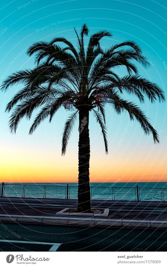 Nice Palmtree Ferien & Urlaub & Reisen Tourismus Abenteuer Ferne Sommer Sommerurlaub Strand Meer Landschaft Sonnenaufgang Sonnenuntergang Schönes Wetter