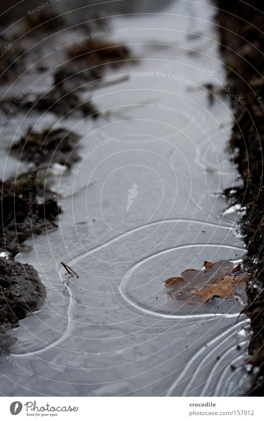 Eiszeit Wasser gefroren Blatt Furche Erde Kurve Linie Muster Fußweg kalt Winter Makroaufnahme Nahaufnahme