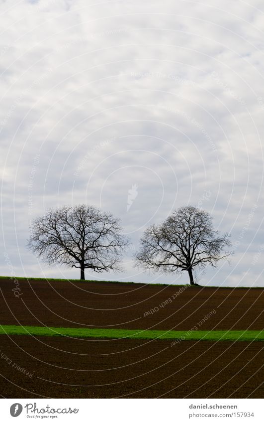 grüner Hoffnungsstreifen Frühling Feld Baum Himmel Wolken Landwirtschaft braun Erde