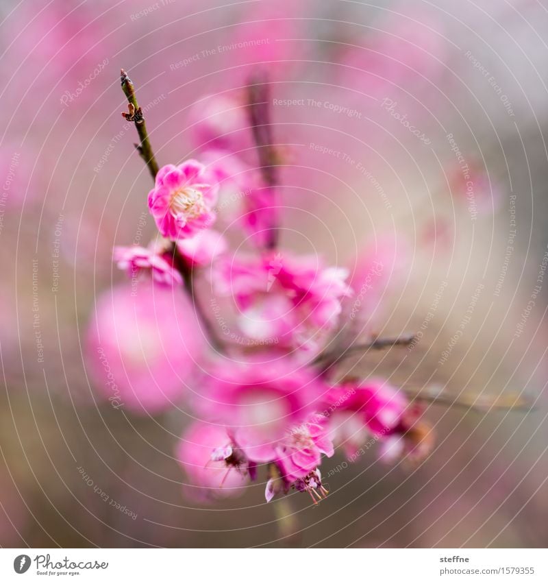 Mädchenfoto mit Speer Natur Pflanze Baum Sträucher Blüte ästhetisch Kirschblüten magenta rosa Blühend Frühling Farbfoto mehrfarbig Außenaufnahme