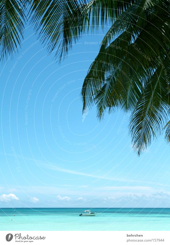 wunderbare einsamkeit Seychellen Palme Wasserfahrzeug türkis Ferne Meer Horizont träumen Trauminsel Paradies Flitterwochen Himmel Fernweh Strand Küste