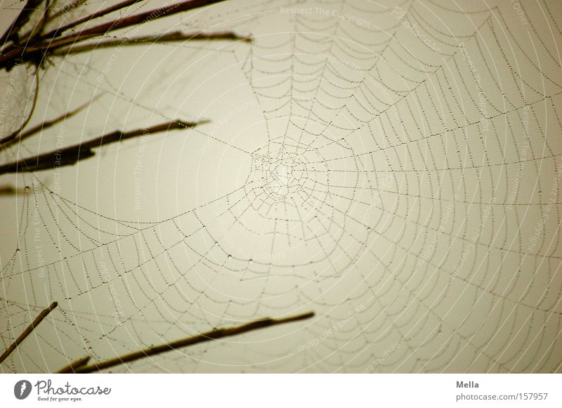 Baumeisters Werk Netz Spinnennetz bauen gewebt gesponnen fein filigran zart grau nass trüb trist gebaut Wassertropfen Tröpfchen