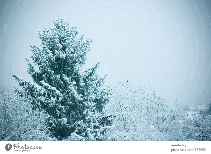 Winterlich Tanne Baum kalt Schnee zyan Grünstich Landschaft Dezember Januar November Jahreszeiten Wald beschneit