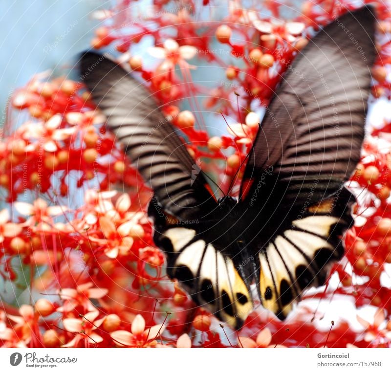 Bali Butterfly exotisch Sommer Natur Pflanze Tier Frühling Blume Blüte Schmetterling Flügel fliegen außergewöhnlich schön rot Glück Frühlingsgefühle Insekt edel