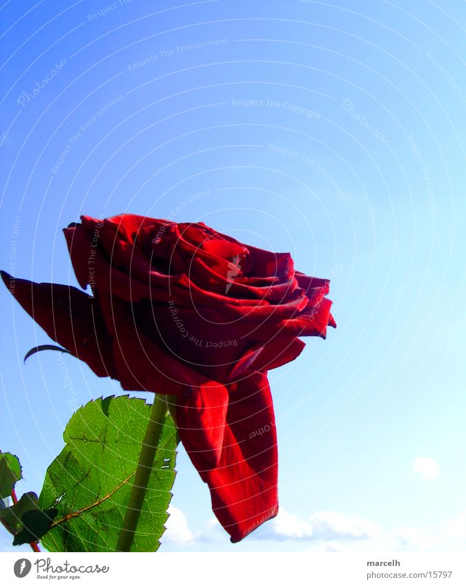 schönes Blümchen Rose rot Blume Blatt Pflanze Himmel blau Graffiti