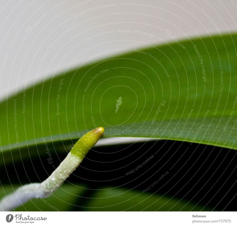 grüne baumwurmschlange Orchidee Wurzel Blatt Pflanze luftwurzeln