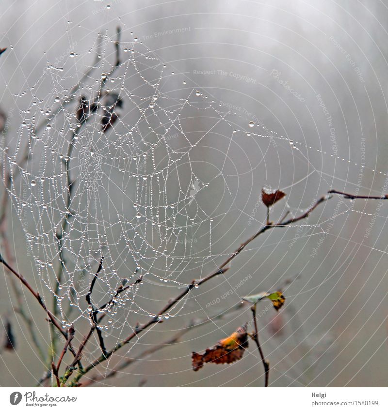 Gespinst im Moor Umwelt Natur Pflanze Wassertropfen Herbst Nebel Sträucher Blatt Zweig Sumpf Spinnennetz hängen dunkel einzigartig kalt nass natürlich braun