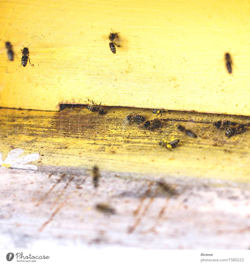 fündig geworden Tier Biene Tiergruppe Schwarm fliegen füttern krabbeln Freundlichkeit hell gelb Zufriedenheit fleißig Geschwindigkeit Farbfoto Außenaufnahme