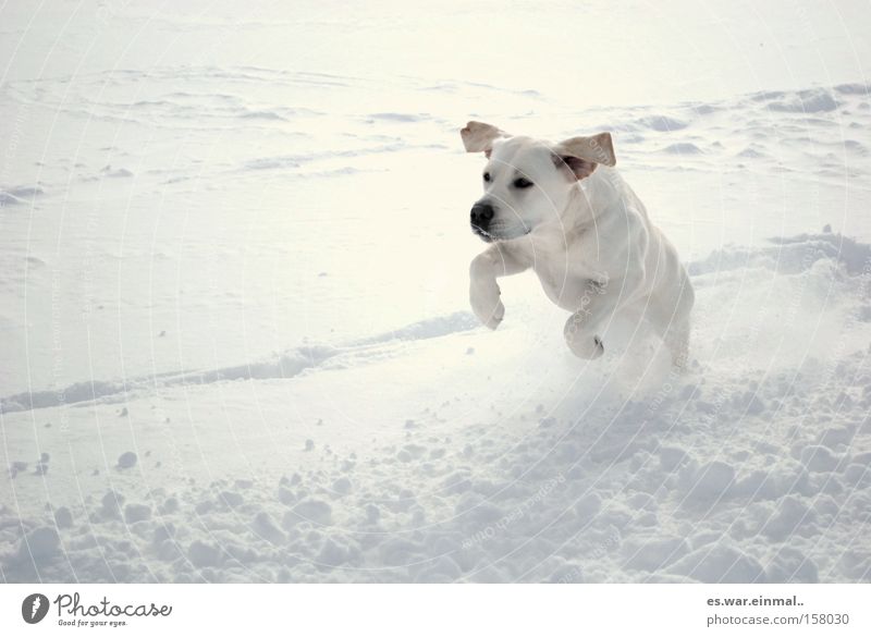 weiss auf weiss. Glück Spielen Winter Schnee Ohr Wind Hund Tierjunges rennen laufen springen sportlich Gesundheit Kraft Tierliebe Freude auslaufen hüpfen