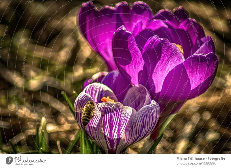 Biene & Blume Umwelt Natur Pflanze Tier Sonne Sonnenlicht Frühling Sommer Schönes Wetter Blatt Blüte Krokus Wiese Wildtier 1 Blühend Duft fliegen Wachstum