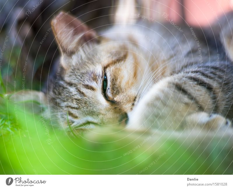 Katze mit Ohrenkopf, mit einem Auge halb geöffnet Tier Pelzmantel Behaarung Haustier Streifen schlafen niedlich wild Müdigkeit geschnitten Ohrenschützer