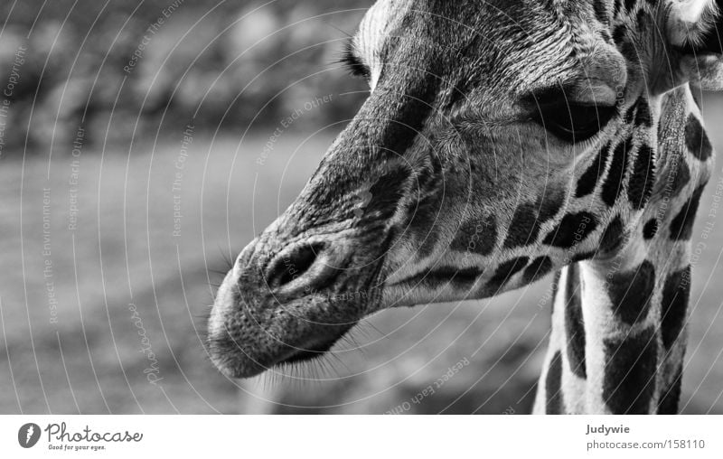 Portrait einer Giraffe Schwarzweißfoto Zoo Tier Wildtier groß lang Neugier wild schwarz Afrika Hals Säugetier Zebra Savanne Wildnis Potrait
