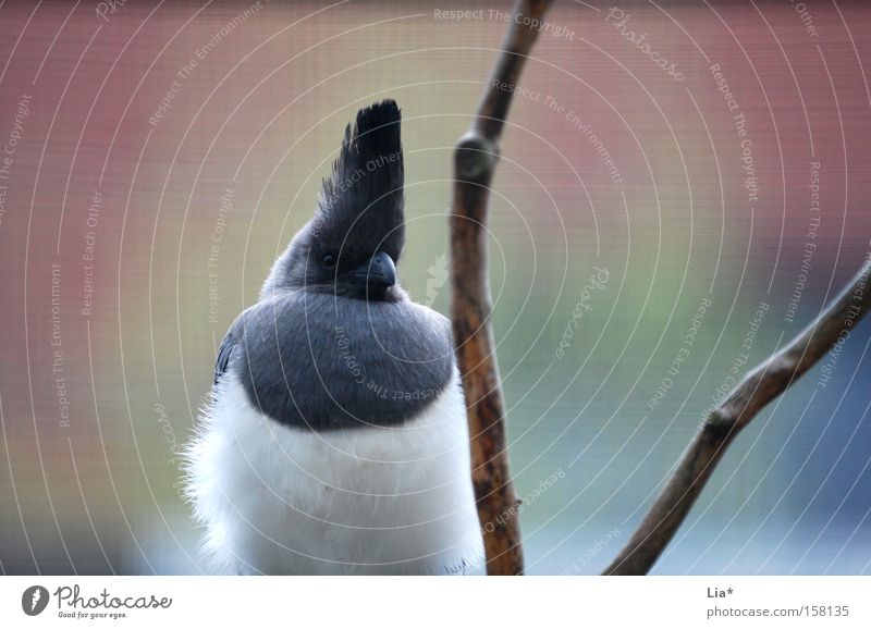 Voggl Tier Vogel Wachsamkeit Stolz Zweig Feder Farbfoto Tierpräparat Vor hellem Hintergrund gefiedert