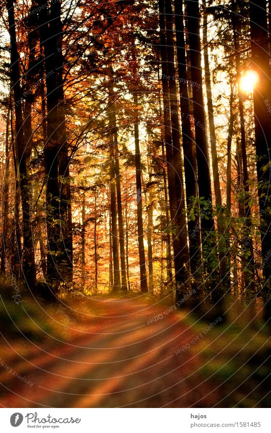 wald im licht Sonne Natur Wald braun rot Romantik herbstlich sanft farben Herbstfärbung abendstimnung Fußweg Baum Beleuchtung Farbfoto Menschenleer
