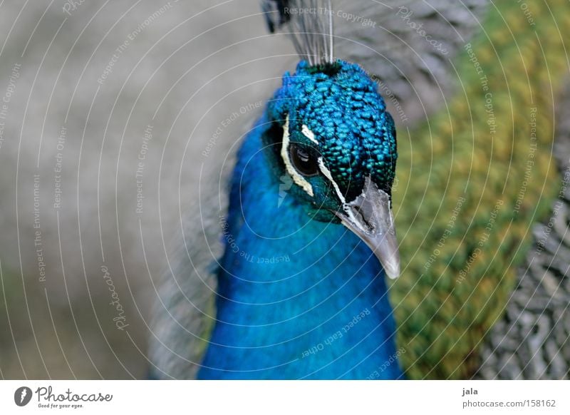 pavo cristatus IV Pfau blau Vogel Feder Kopf Auge Tier schön ästhetisch Stolz Blick Schnabel Park