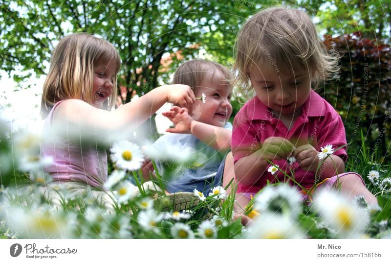 frühlingsgefühle Freude Sommer Garten Kleinkind Mädchen Junge Geschwister Freundschaft Frühling Wiese lachen lustig grün Gänseblümchen 3 Kitzel Farbfoto
