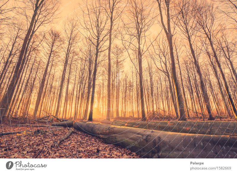 Bauholz in einem Wald schön Sommer Sonne Umwelt Natur Landschaft Herbst Nebel Baum Blatt Park Holz hell Waldlichtung Totholz magisch Märchen Licht fallen