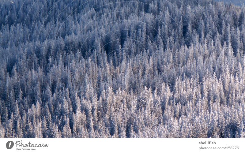 Winterwald Wald Schnee weiß blau Nadelbaum Baum Freiheit Klarheit kalt Klima Höhe oben Eis Berge u. Gebirge Natur ökologisch