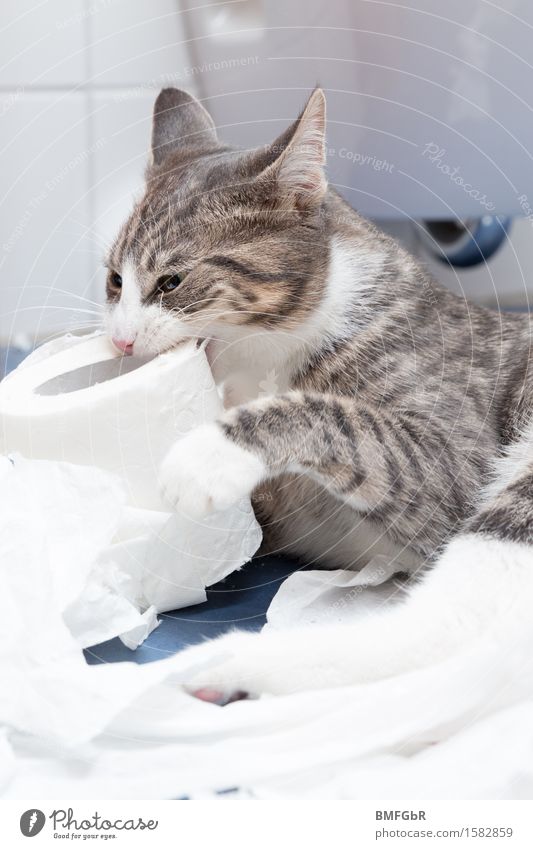 WC Hooligan... Freude Wohnung einrichten Dekoration & Verzierung Bad Tier Haustier Katze 1 Tierjunges Toilettenpapier festhalten Spielen Aggression frech