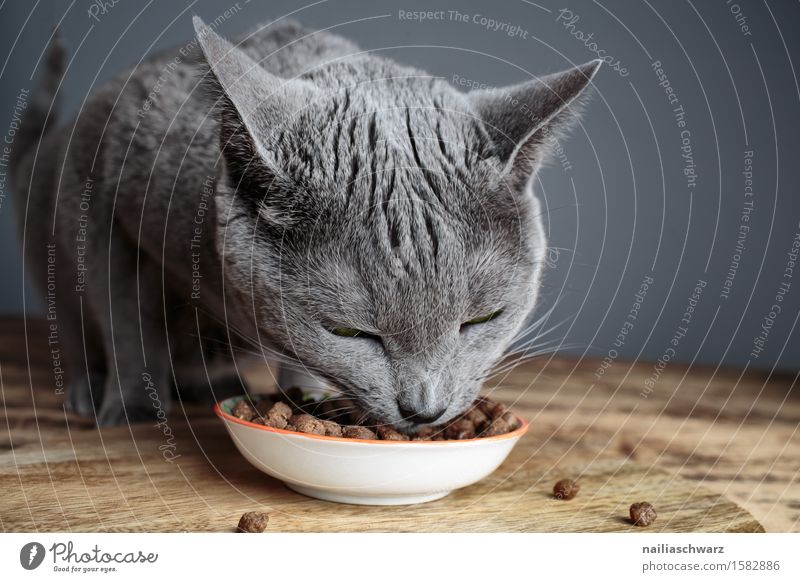 Katzenfutter Futter Trockenfutter Ernährung Essen katzenfetter Schalen & Schüsseln Haustier Fressen füttern genießen Gesundheit Glück lecker natürlich niedlich