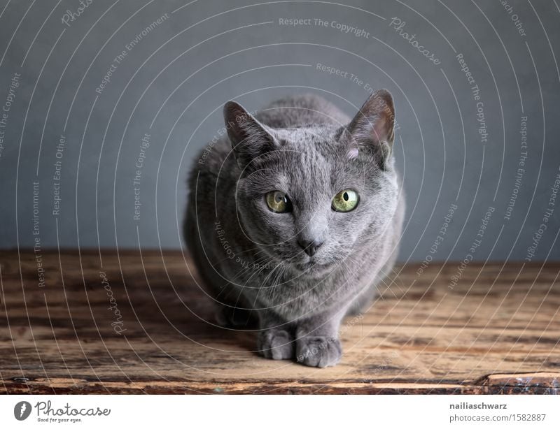 Katzenportrait Haustier 1 Tier Freundlichkeit kuschlig natürlich Neugier niedlich schön weich blau grau Tierliebe Interesse Erholung Gelassenheit Langeweile