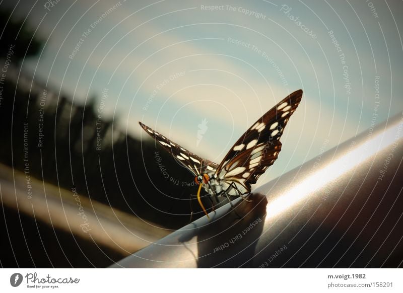 Tagfalter Schmetterling Insekt Natur Sonne Makroaufnahme Nahaufnahme Asien Fühler Rüssel Flügel schön Sonnenbad Sommer