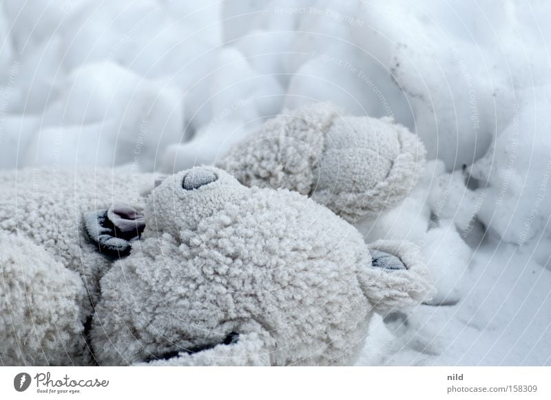 Der Eisbär Teddybär Plüsch Stofftiere Spielzeug vergessen Einsamkeit frieren kalt Schnee erfrieren Schwäche Vergänglichkeit liegengelassen Kindheit