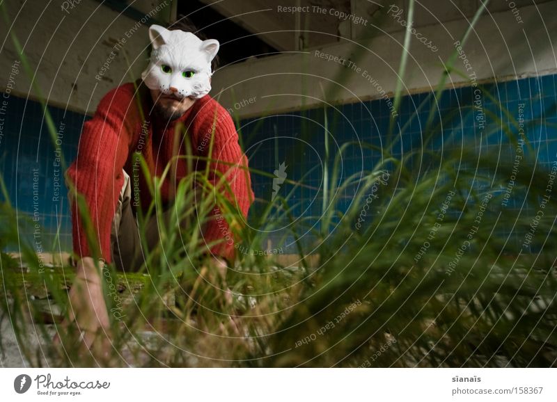 Katzengras Froschperspektive Karneval Fabrik Maske Haustier sitzen Surrealismus Fliesen u. Kacheln Karnevalskostüm verkleiden Rasen katzengras verkatert