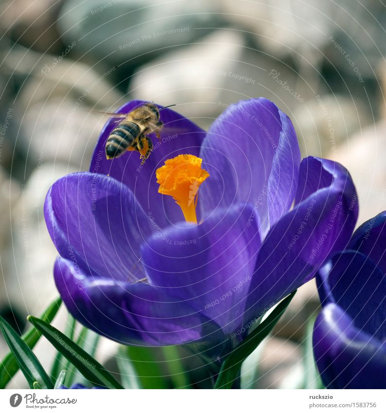 Krokus; Apis; mellifera Natur Frühling Blume Haustier Biene springen Anflug Krokusse Honigbiene Insekt Bestaeubung Pollen Staubfäden Imme Nektarsammler