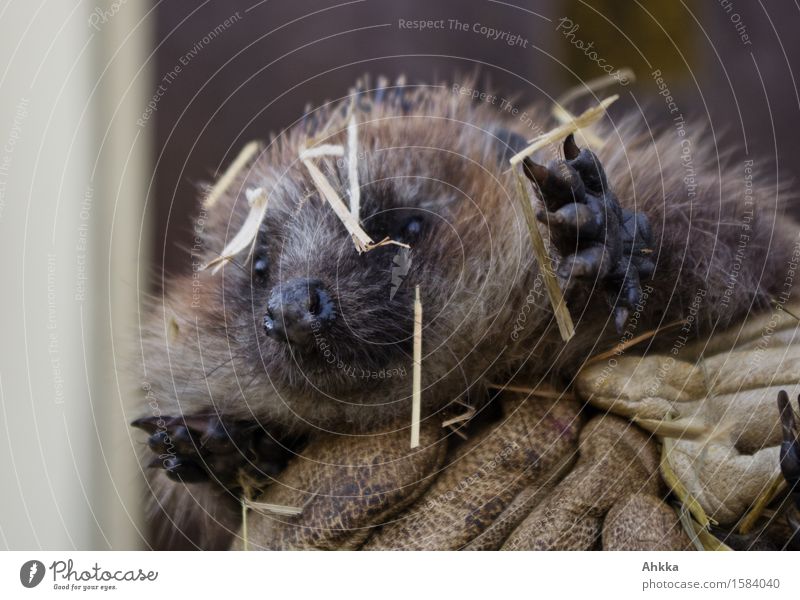 Igel mit Stroh im Gesicht streckt beide Pfötchen Richtung Kamera während er von zwei Händen festgehalten wird Wildtier Tier tragen stachelig entdecken