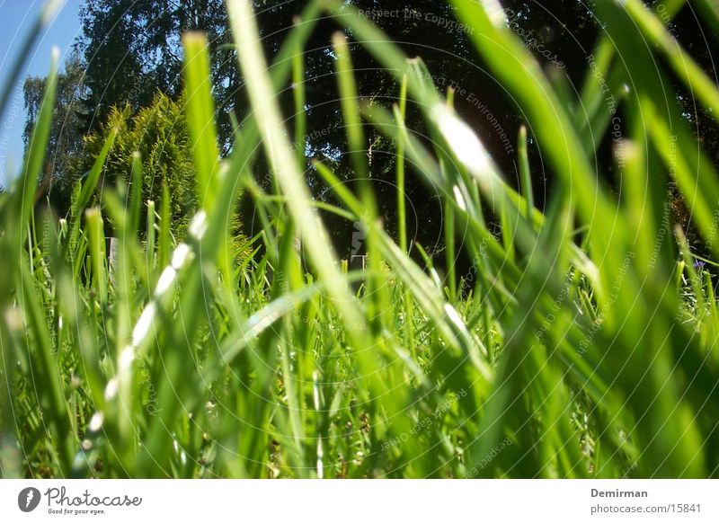 Sicht einer Ameise Gras Sommer Tier hell