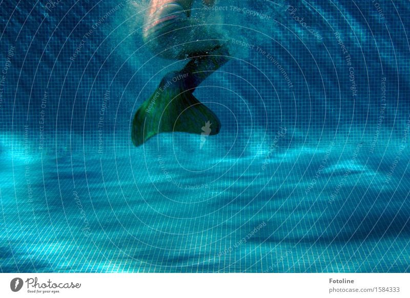 Meerjungfrau im Pool Mensch feminin Urelemente Wasser nass blau grün Schwimmhilfe Fabelwesen Märchen Luftblase Schwimmen & Baden untertauchen Schwimmbad