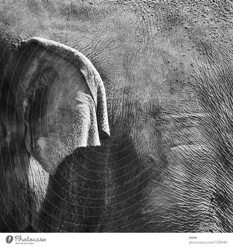 Dickhäuter Leder Tier Wildtier Elefantenohren 1 hören nah grau Vertrauen Erfahrung Ohr Falte Hautfalten Säugetier Indischer Elefant Elefantenhaut Tierhaut