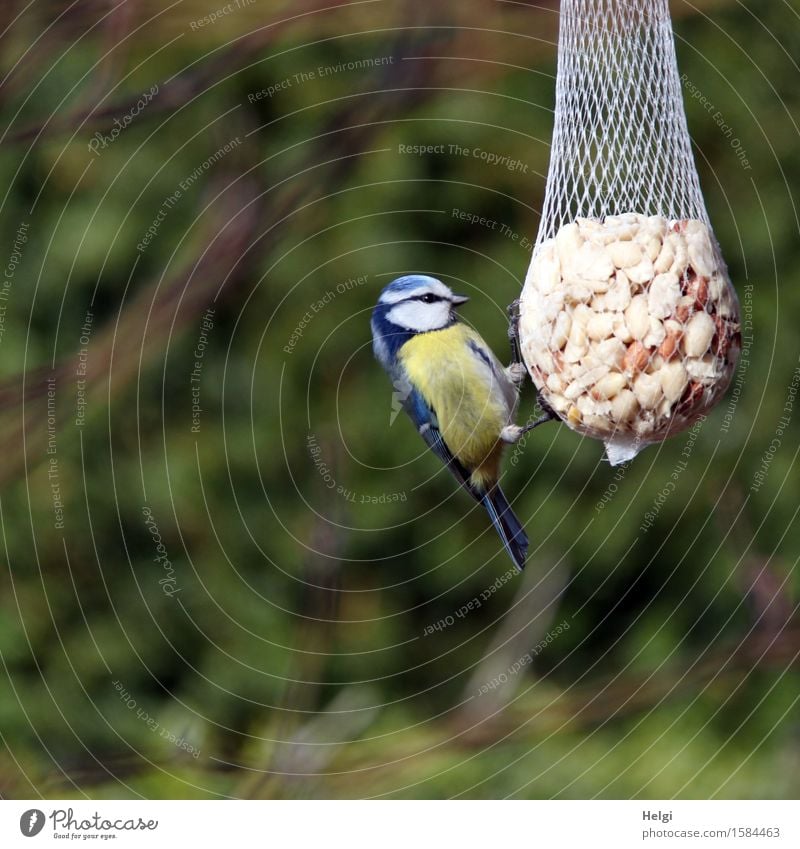 hungrig... Umwelt Natur Pflanze Tier Frühling Schönes Wetter Garten Wildtier Vogel Meisen Blaumeise 1 festhalten Fressen hängen ästhetisch schön einzigartig