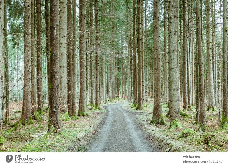 A long way home through a springtime forest harmonisch Sinnesorgane ruhig wandern Umwelt Natur Landschaft Pflanze Erde Luft Frühling Baum Moos Wald frisch braun