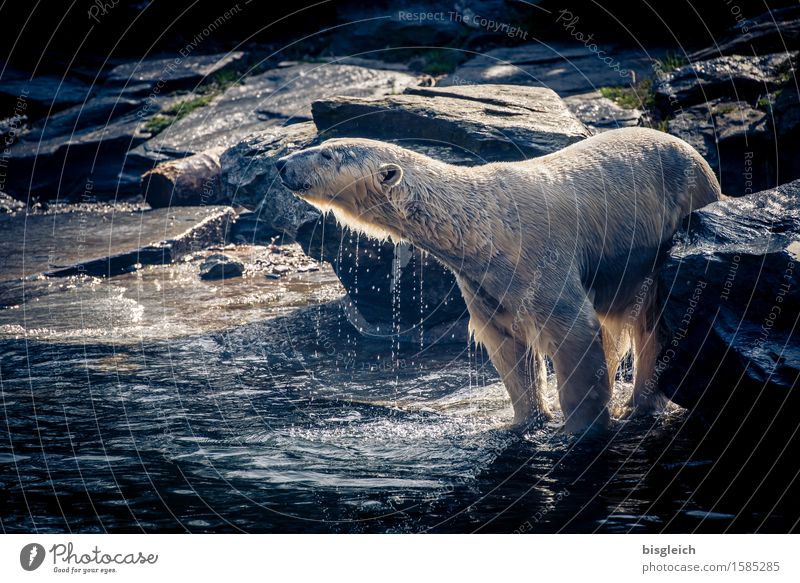 Ein Bad am Morgen ... Tier Wildtier Eisbär 1 Schwimmen & Baden stehen wild blau grau Freude Glück Lebensfreude Kraft Reinlichkeit Sauberkeit Farbfoto