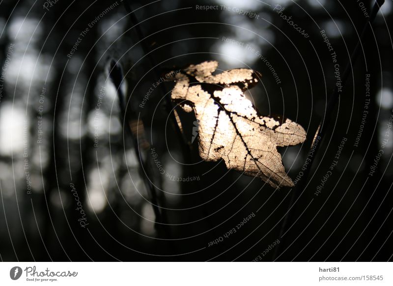 Eichenblatt in der Sonne Winter kalt Baum Natur Blatt hell Wintersonne ruhig Idylle Makroaufnahme Gegenlicht