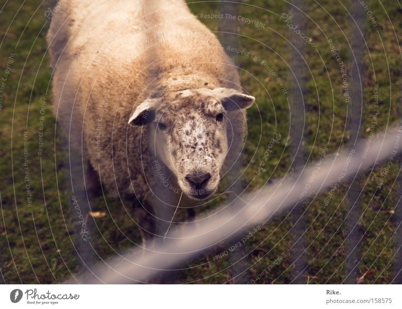 Lasst mich hier raus. Schaf Tier Armut Trauer gefangen Natur Rasen Justizvollzugsanstalt Wolle Verzweiflung Einsamkeit Lamm Säugetier Traurigkeit Amerika