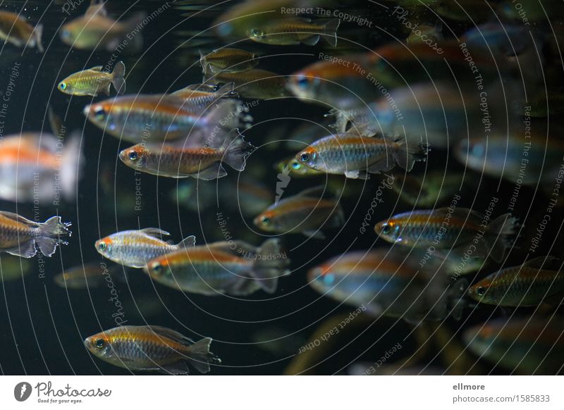 Strom Tier Wasser Fisch Aquarium Tiergruppe Bewegung leuchten Schwimmen & Baden blau gold grau orange silber geduldig ruhig gleich Ordnung Schwarm Richtung