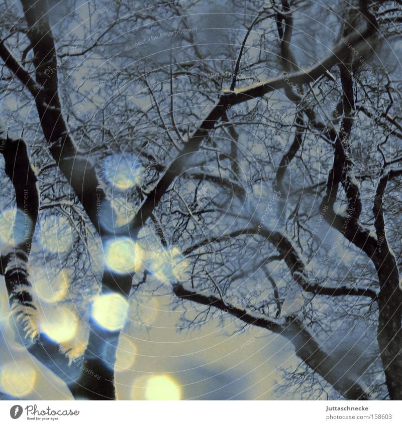 Lichtgeister Schnee Schneefall Schneesturm Schneeflocke Baum Winter kalt Eis Reflexion & Spiegelung Ast Hoffnung Wetter Frieden Reflexion u. Spiegelung