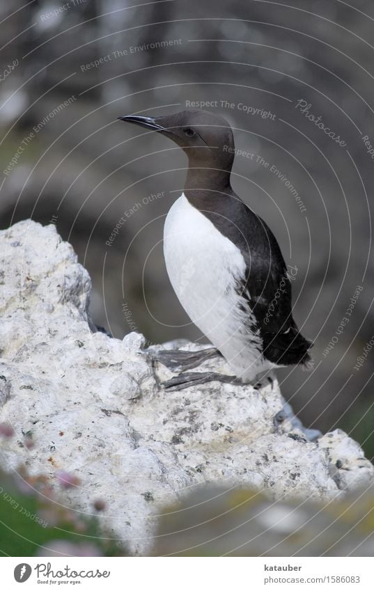 Trottellumme Natur Landschaft Tier Sommer Felsen Küste Meer Insel Schottland Hebriden lunga Wildtier Vogel Trottellummen seevogel 1 beobachten Blick sitzen