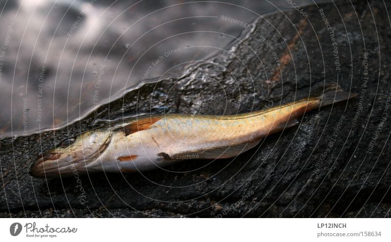 Wirbeltier du bist bewusstlos Norwegen Skandinavien Angeln Tier Wasser Stein gefangen ohnmächtig Felsen Angelköder Meer Pollack Fisch