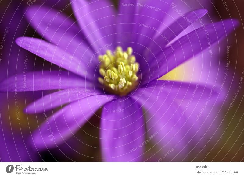 blühend Natur Pflanze Frühling Sommer Blatt Blüte Stimmung Blütenblatt violett Garten Blühend schön Farbfoto Außenaufnahme Nahaufnahme Detailaufnahme